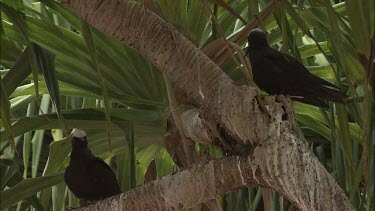 Black Noddies perched in a tree