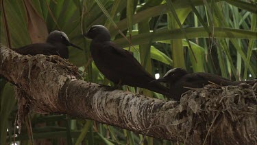 Black Noddies perched in a tree