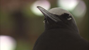 Close up of a Black Noddy