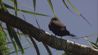 Black Noddy perched on a tree