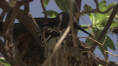 Black Noddy nesting in a tree