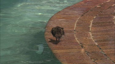 Buff-Banded Rail splashing in a pool while a scuba diving lesson is taught