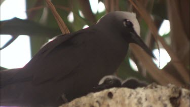 Black Noddy feeding its hatchlings in a nest