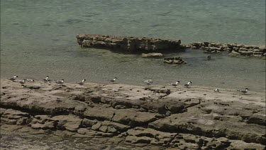 Flock of Crested Terns on the coast