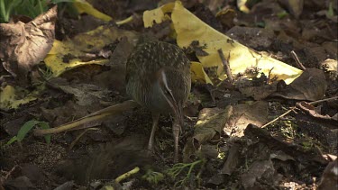 Buff-Banded Rail rooting through sunlit leaves