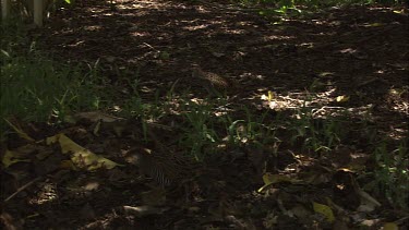 Buff-Banded Rails walking across a sunlit forest floor