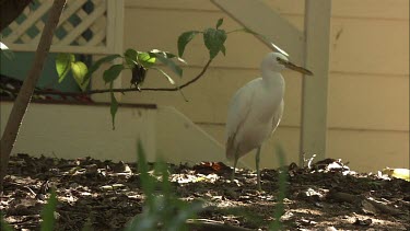 Eastern Reef Egret standing by a white wall