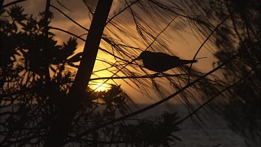 Black Noddy perched in a tree at sunset