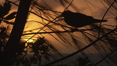 Black Noddy perched in a tree at sunset