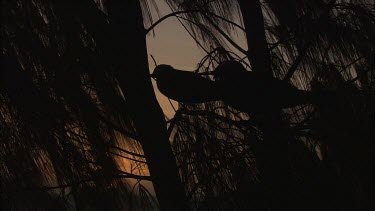 Black Noddies perched in a tree at sunset