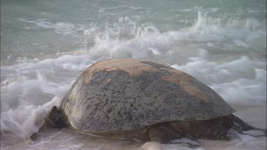 Green Sea Turtle Resting, Moves Towards Water