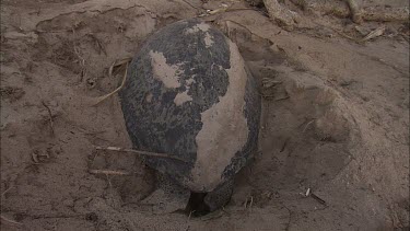 Green Turtle Laying Eggs. Someone flashing light to show egg laying.