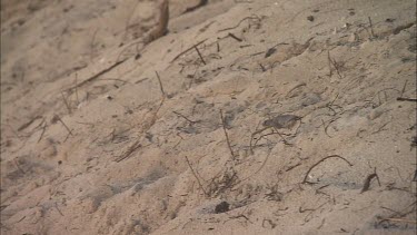 Green Sea Turtle Hatchling racing to ocean bit it stumbles and it's tries to get back up