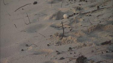 Green Sea Turtle Hatchling finally digs out of nest and reaches the ocean and swims away.