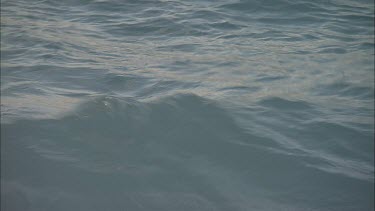 Green Sea Turtle Hatchling  swimming away from beach