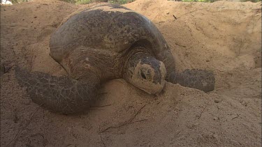 Green Turtle resting after covering eggs with sand