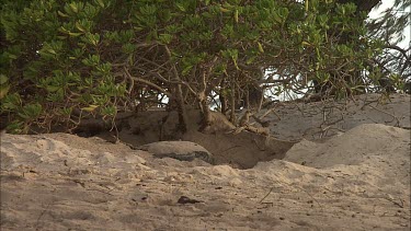 Green Turtle Covering Eggs With Sand