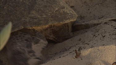 Green Turtle Covering Eggs With Sand