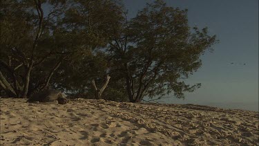 Green Sea Turtle leaving nest site and moving towards water