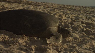Green Sea Turtle leaving nest site and moving towards water