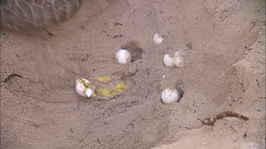 Green Turtle Covering Eggs With Sand. One egg is very damaged.