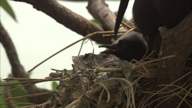 Black Noddy and hatchling in a nest in a tree