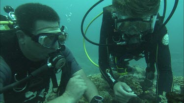 Two Divers studying the coral reef.