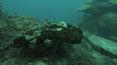 Heron Island Coral Reef