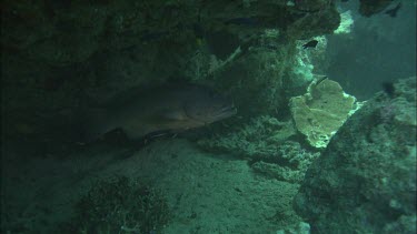 Underwater shots of fish