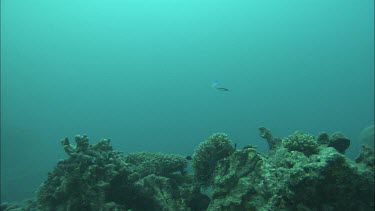 Underwater shots of fish