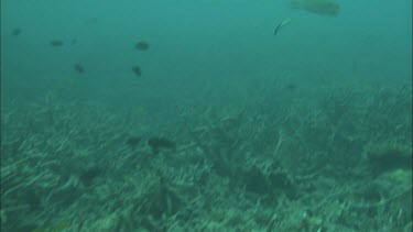 Underwater shots of fish