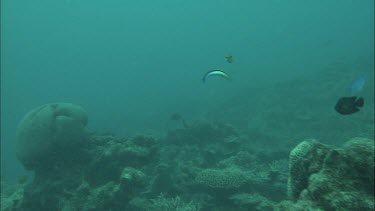 Underwater shots of fish