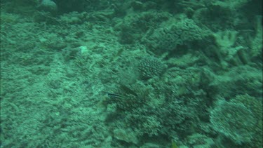 Underwater shots of fish