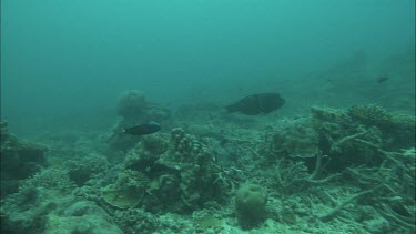 Underwater shots of fish