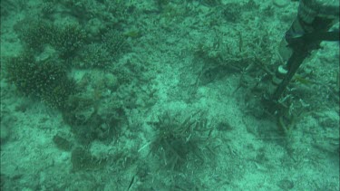 Underwater shots of fish