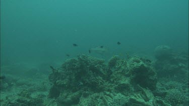 Underwater shots of fish