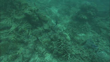 Underwater shots of fish