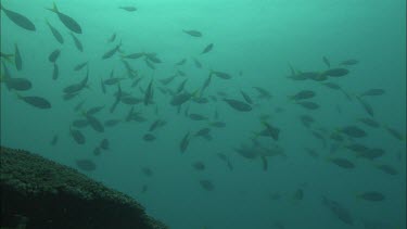 Underwater shots of fish