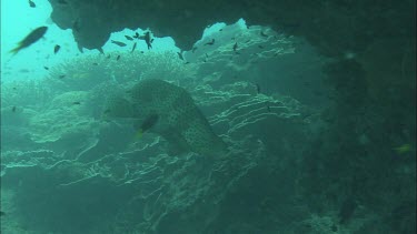 Underwater shots of fish