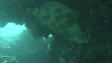 Underwater shots of fish