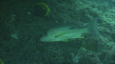 Underwater shots of fish