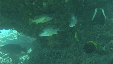 Underwater shots of fish