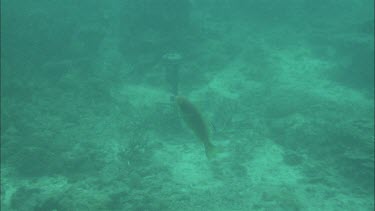 Underwater shots of fish