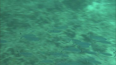 Underwater shots of fish