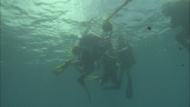Groups of divers on the ocean surface