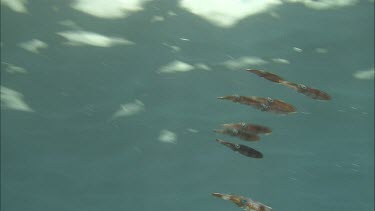 Group of Squid swimming together