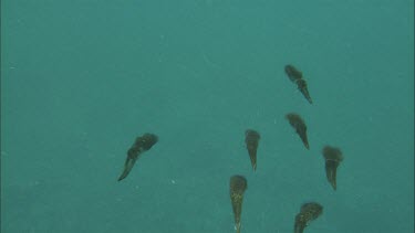 Group of Squid swimming together