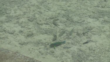 Fish swimming around the pier