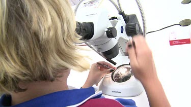 Heron Island Research Station: People performing research