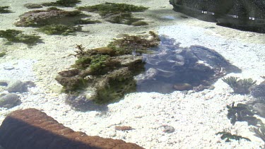 Carpet Shark in fish tank